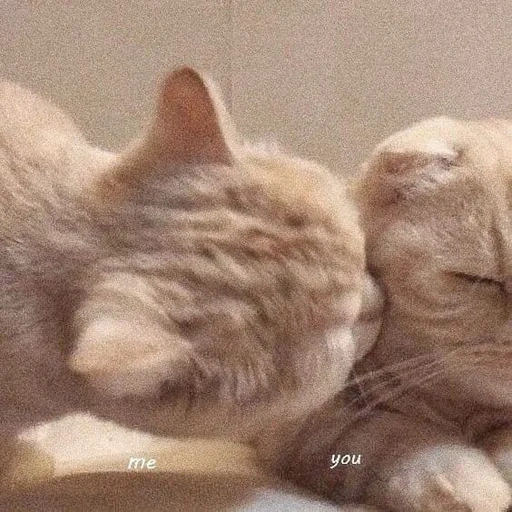 cat, seal, cat, seal hug, embracing seals