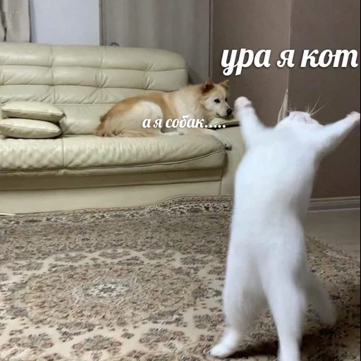 gato, gato, gatinho, gato de drama, o gato dança em casa