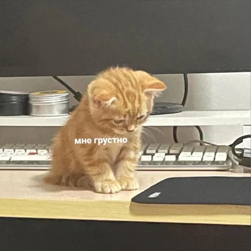 cão do mar, gato vermelho, gatinho vermelho, olá selo, gatinhos de gengibre estão brincando