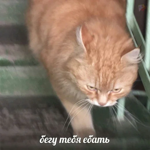 gato, gato, el gato esta rojo, gato anaranjado, gatos animales