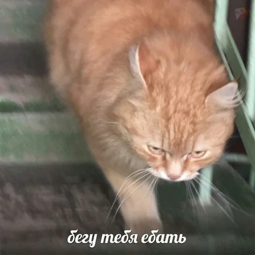 gato, gato, gato vermelho, gato vermelho, gato animal