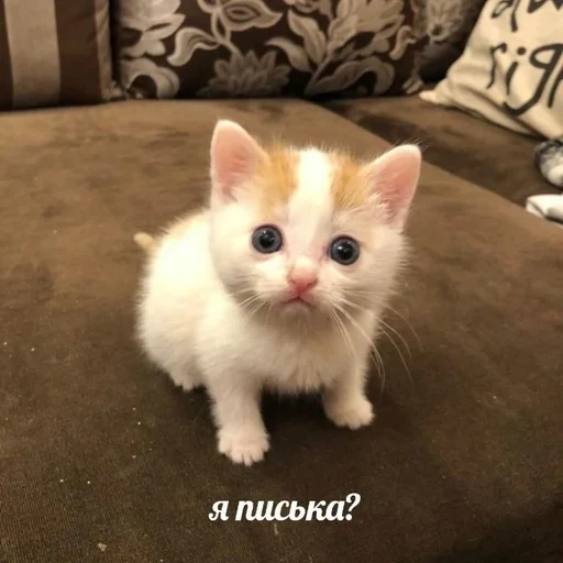 gatto, gatto, animali, gatti carini, piccoli gattini