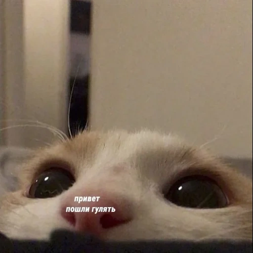 chat, chat, chat triste, cher cat meme, le chat sourit au mème