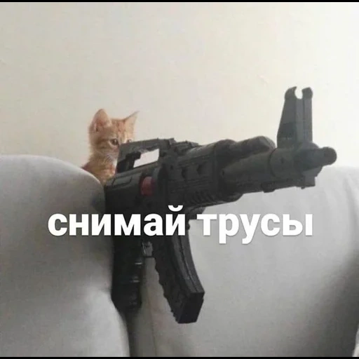 cat, pistol, a funny joke, a clear joke, firearms