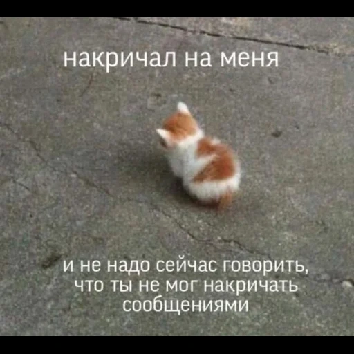 котики, веселые животные, я сейчас злюся кот, милые котики смешные, очаровательные котята