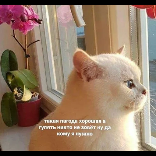 кот, котик, кошка, кошечка, животные милые