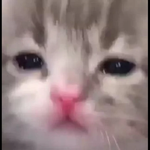 cat, seal, lovely seal, cute cat meme, crying memes of kittens
