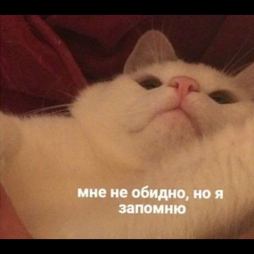 кот, кошка, кот мем милый, смешные животные, я не обижаюсь но мне обидно