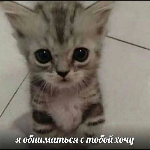 cat, cat, dozik seals, kitten meme, sad cat
