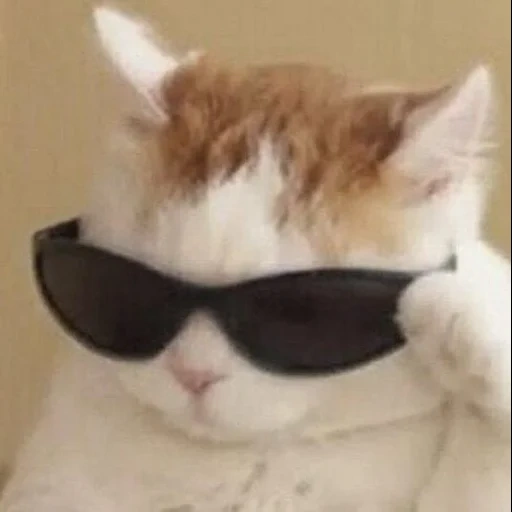 gatto, memic cat, bel gatto, meme gatto cool