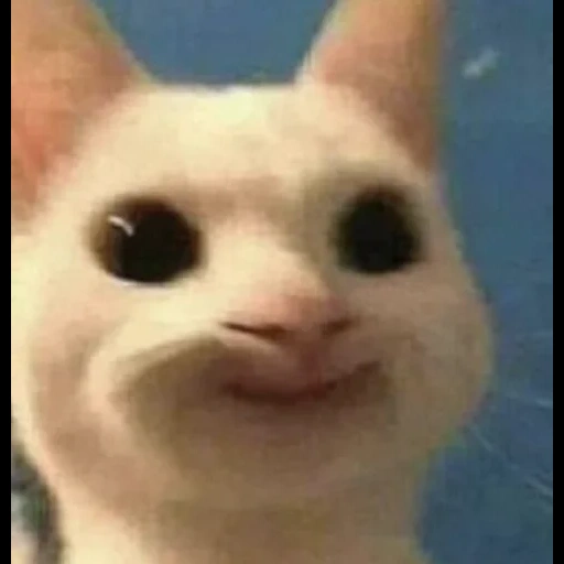 meme, seal, cat meme, cat meme, meme cute cat