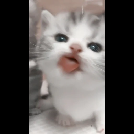 cat, cat, seal, lovely seal, a charming kitten