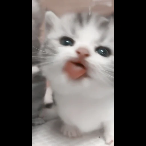 gato, gato, selo, falcões fofos, gatinho encantador