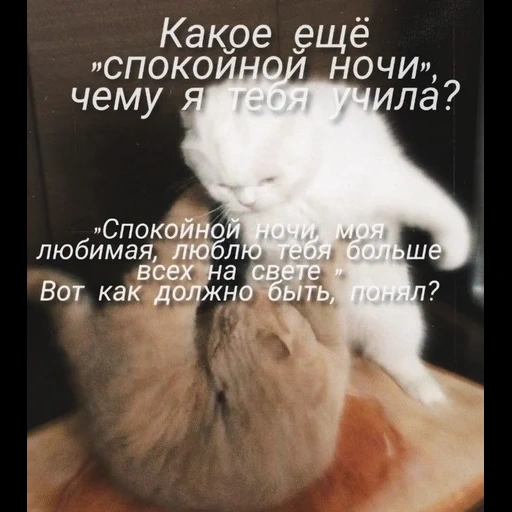 кот, кошка, котики, милые кошки, животные милые