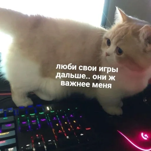 коты, котики, кот кот, кот chonky, мемы про дедлайн котиками