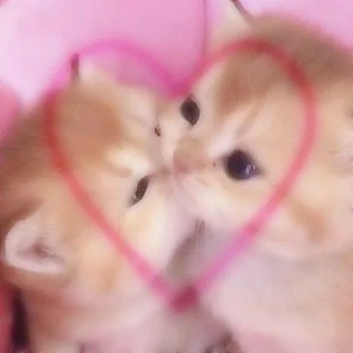 anak kucing yang lucu, kucing lucu, anak kucing yang lembut, dua anak kucing itu lucu, foto hewan lucu