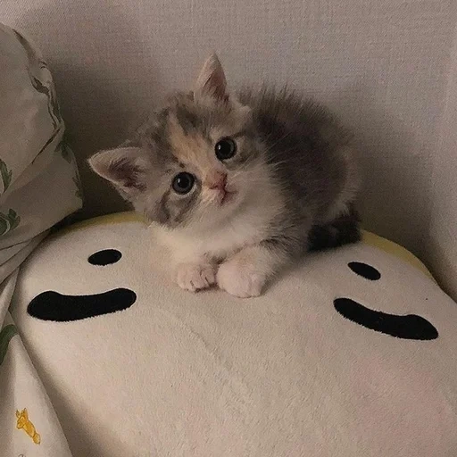 gatinhos fofos, falcões fofos, gato favorito, gatinho peludo, gatinho encantador