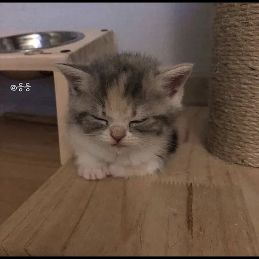 gatto, gatto, gatti, un gatto, il gatto è divertente