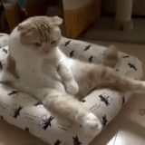 cat, cat, lazy cat, a ridiculous animal, funny animals