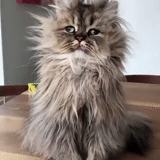 кот, кот лохматый, пушистый кот, персидский кот, персидская кошка