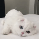 gato, querido gato blanco, gato blanco vseglyu, un gatito de fibra blanca, vysloukhi gatito británico blanco