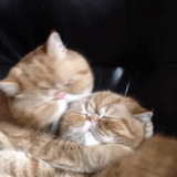 cat, a cackling cat, cat hug, the tenderness of a cat, a kissing seal
