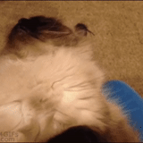 cats, cats, chatons, cat gif, animaux félins