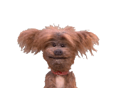 perro, perro de juguete, perro animal, mascota, dog island