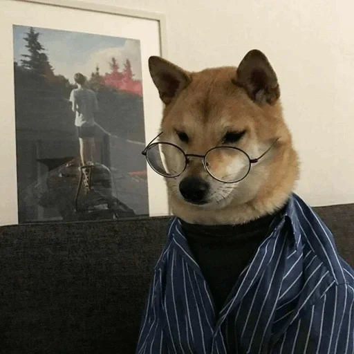 шиба ину, сиба ину, акита ину, shiba inu, собака шиба ину