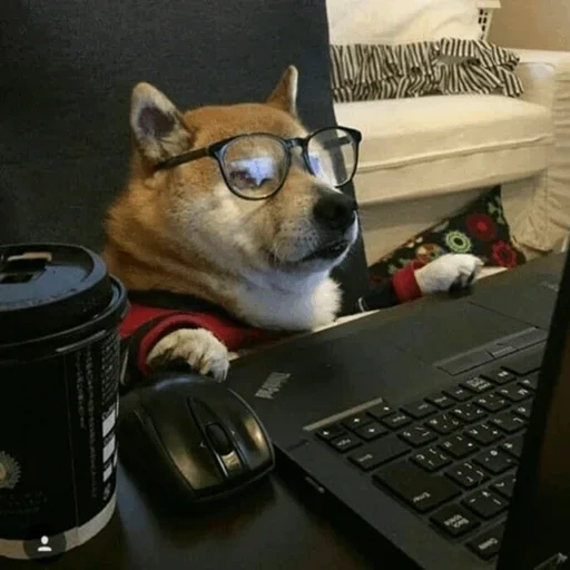 such, steam, shiba inu, собака животное