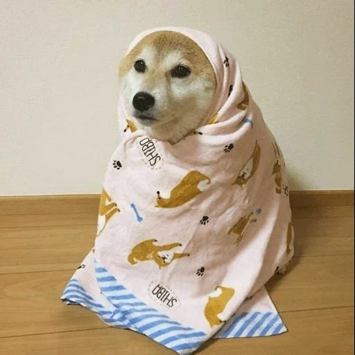 собака, сиба ину, собака пледе, shiba inu dog, сиба ину собака