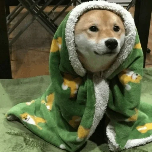 собака, шиба ину, shiba inu, собака акита, собака шиба ину