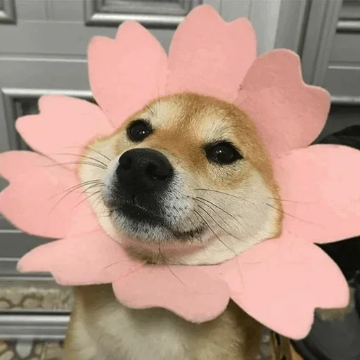 сиба ину, shiba inu dog, милые собачки, собака сиба ину, мем собака цветочками