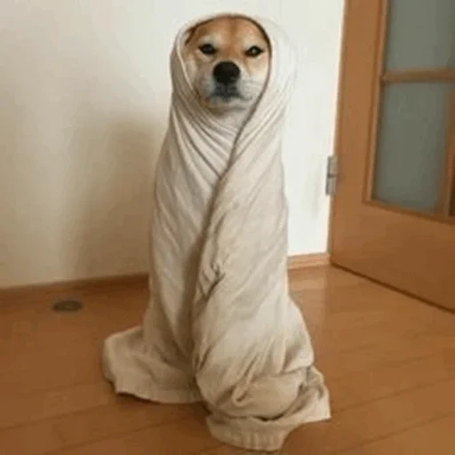 кот, собака, собака бу, собака одеяле, собачка одеялке