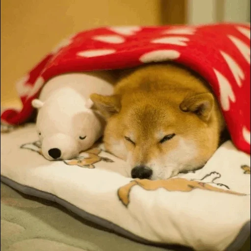 сиба-ину, shiba inu, сиба ину милые, собака шиба ину, спящие шиба ину