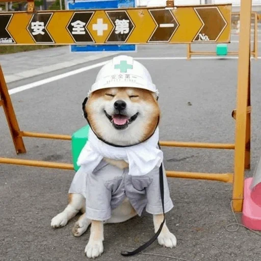 шиба ину, сиба ину, shiba inu, собачка сиба ину, сиба ину акита ину