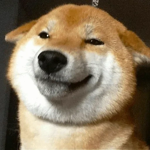 shiba inu, собака мем, улыбающаяся собака, собака хитро улыбается, улыбающийся собака акита ину