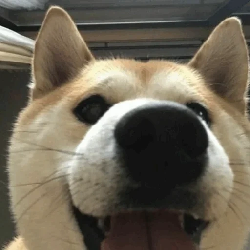 собака, шиба ину, shiba inu, акита сиба ину, сиба ину акита ину