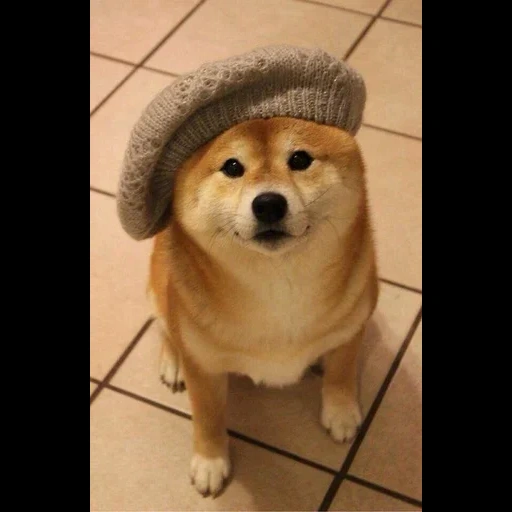 doge, сиба-ину, shiba inu, сиба ину доги, собака сиба ину