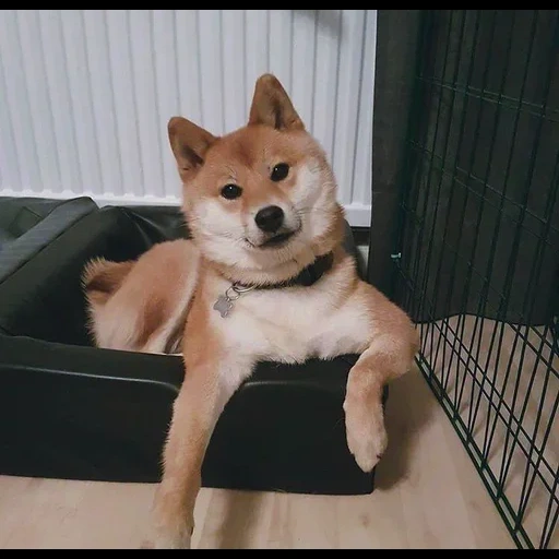 cão de madeira, cão de madeira, cachorro de lenha, cão akita, getty dog fini