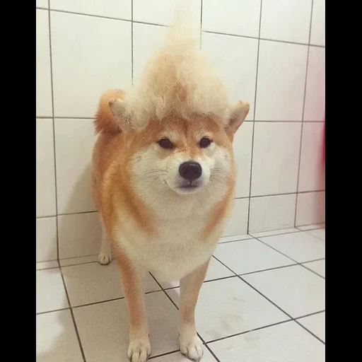 chaidou, chien akita, spitz chaidou, chien siba chai, poméranie spitz hair cut