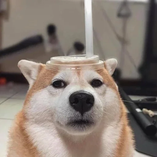 doge, twitter, cão de madeira, cão de madeira, rosto de cachorro de madeira de cachorro