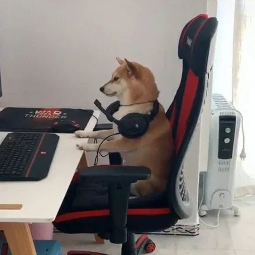 dog, dog gamer, dog gamer, the animals are cute, the dog is behind the laptop