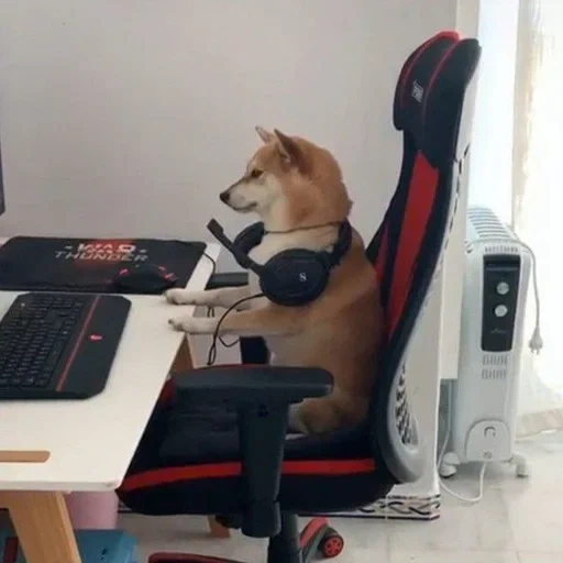 dog, der hund gamer, der hund gamer, tiere niedlich, der hund hinter dem laptop