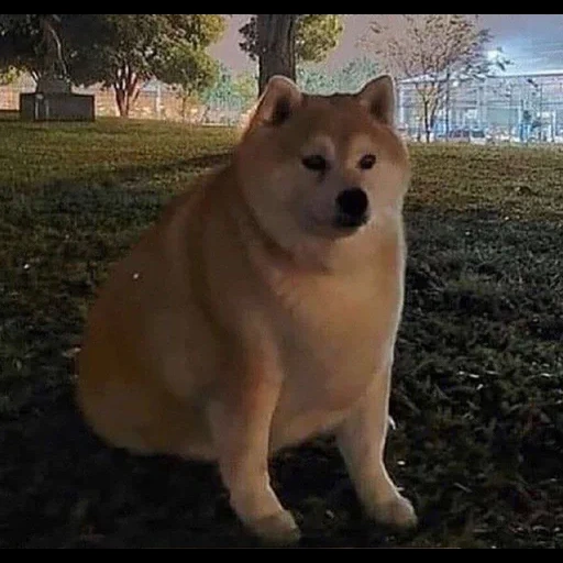 gioco, doggo, shiba inu, fat dog meme, cane grasso da legna