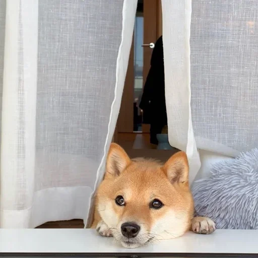 собака, шиба ину, shiba inu, сиба ину щенок, собачка сиба ину