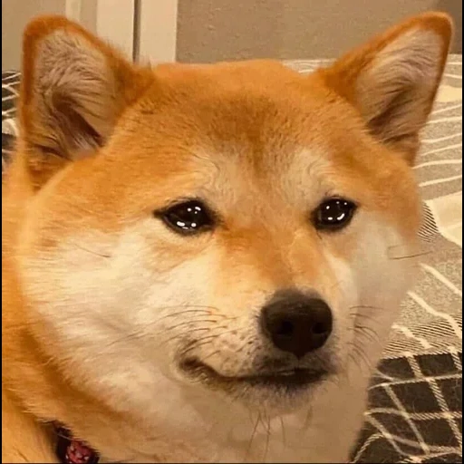 akita inu, chai dog meme, the siba dog, chai dog, the siba dog