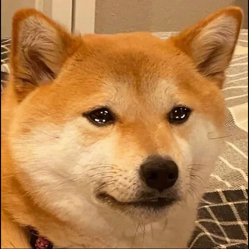 akita inu, siba iu meme, la raza de siba es, shiba es un perro, perro de raza de siba