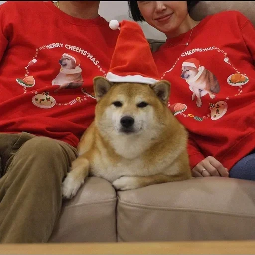 сиба-ину, shiba inu, shiba inu dog, сиба ину чимса, сиба ину чимс доге