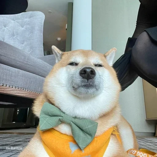 shiba, shiba inu, siba inu, la raza de siba es, el perro de shiba